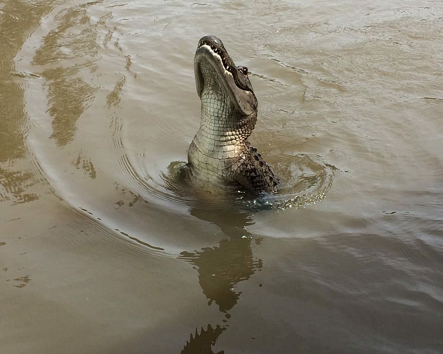 Gator, Swamp, Alligator, Florida, Teeth, river, wild, animal, danger, wildlife