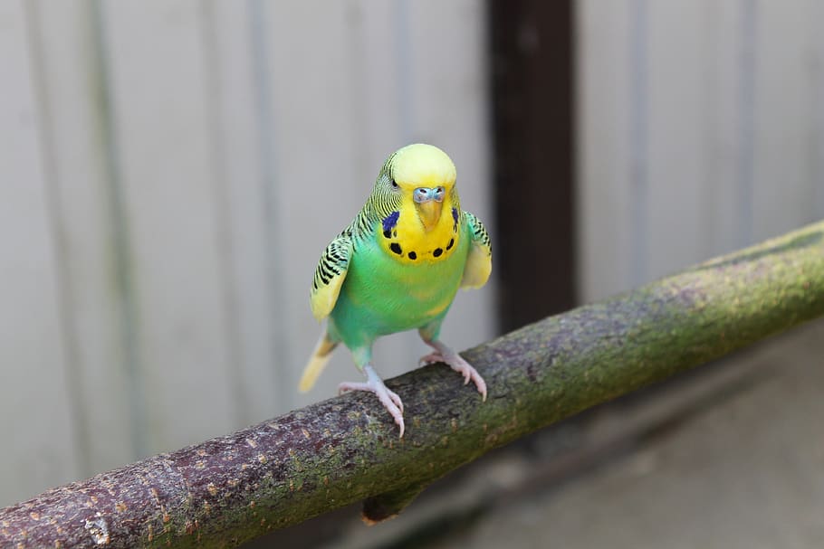 budgie, parrot, branch, bird, nature, plumage, bill, colorful, animal, animal themes
