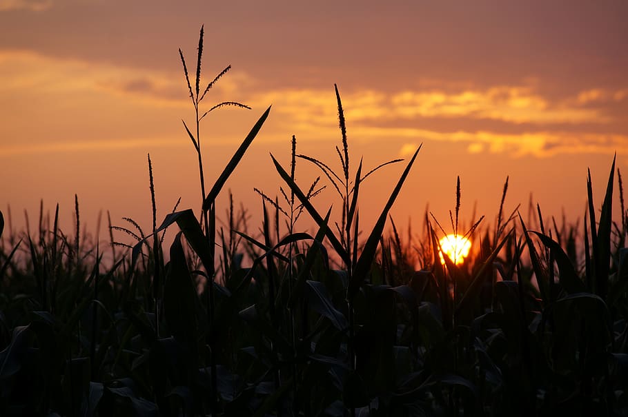 sunset, cornfield, summer, agriculture, sky, corn, evening, rural, field, romantic