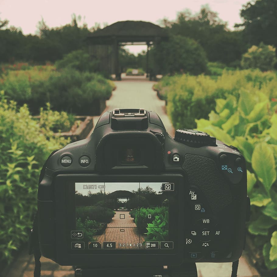 focus photography, camera, canon rebel t4i, dslr, garden, path, nature, vintage, park, landscape