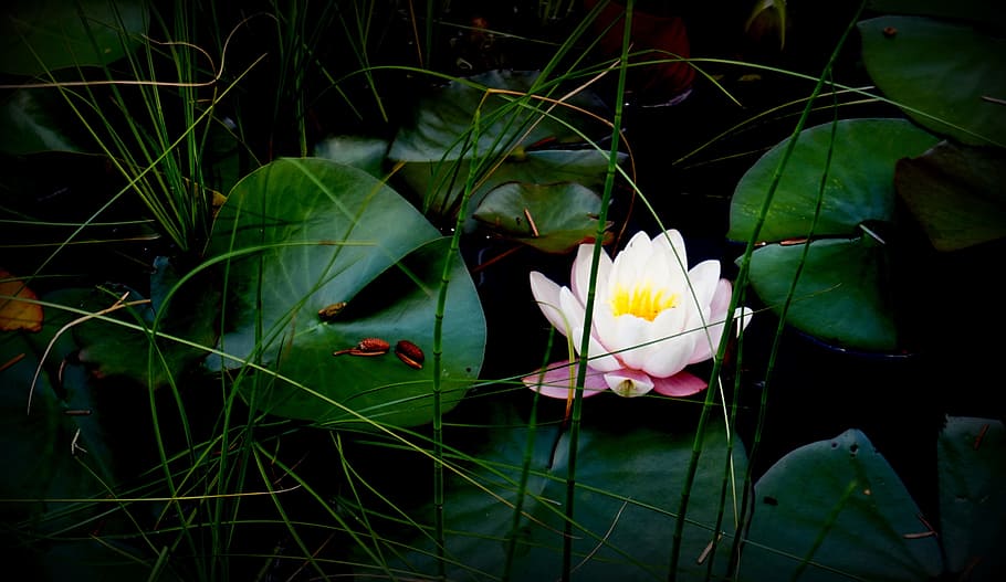 the divine consciousness, pond, nature, flowers, blossom, bloom, white water lily, leaves, meditative, enlightenment