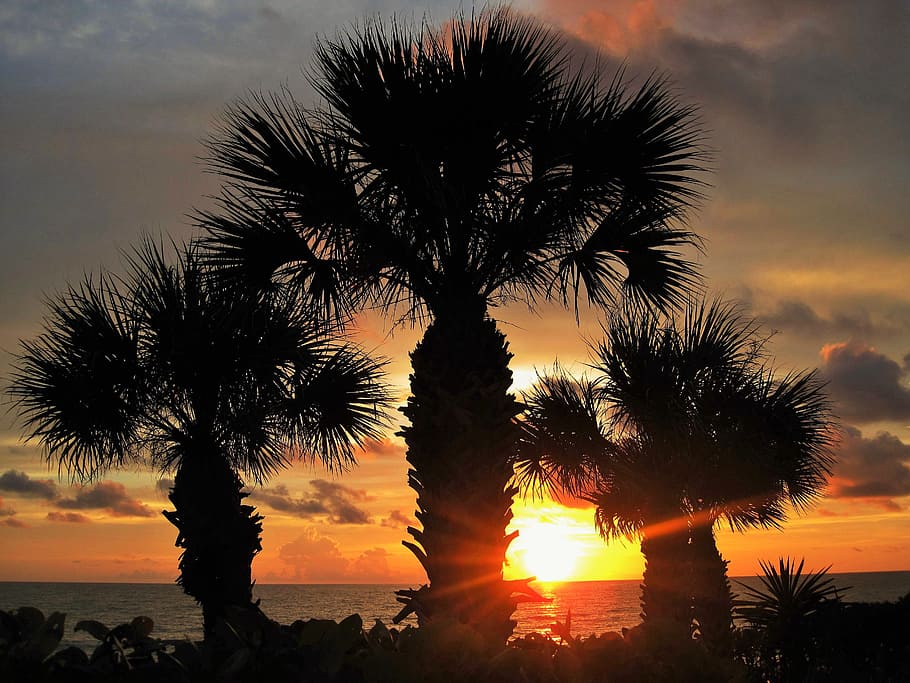 フロリダの夕日, ファンパーム, 大気, カリブ海, ゴージャス, ロマンチック, 楽園, 自然, エキゾチックなヤシの木, 休日