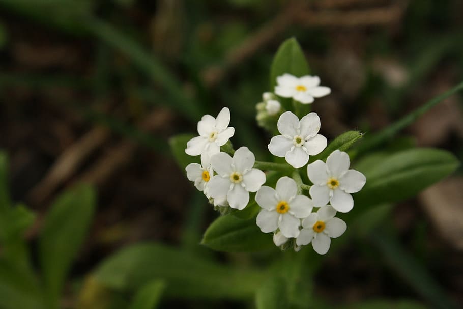 flower, white, small, white flower, flowers, weed, wild flower, forget me not, close, spring