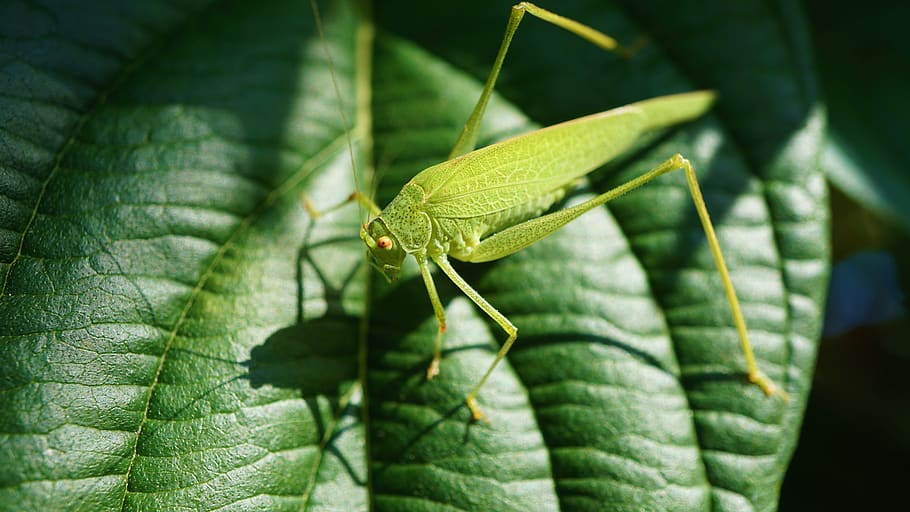 grasshopper, viridissima, insect, close up, green, nature, summer, macro, skip, probe