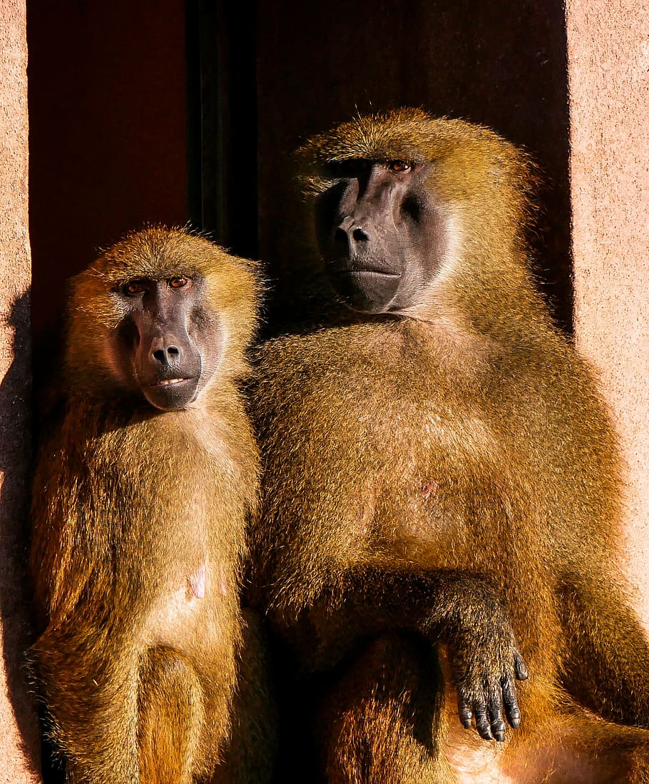 two, brown, monkeys, sitting, concrete, edge, animals, ape, barbary ape, pair