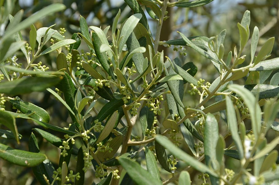 flor de oliveira, azeitonas, olea, oliva, agricultura, comida, natureza, vegetal, fazenda, colheita