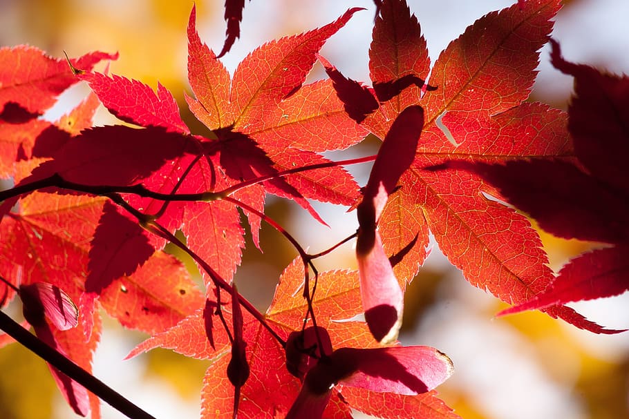 maple, autumn, leaf, red, leaves, coloring, bright, fall color, colorful, nature
