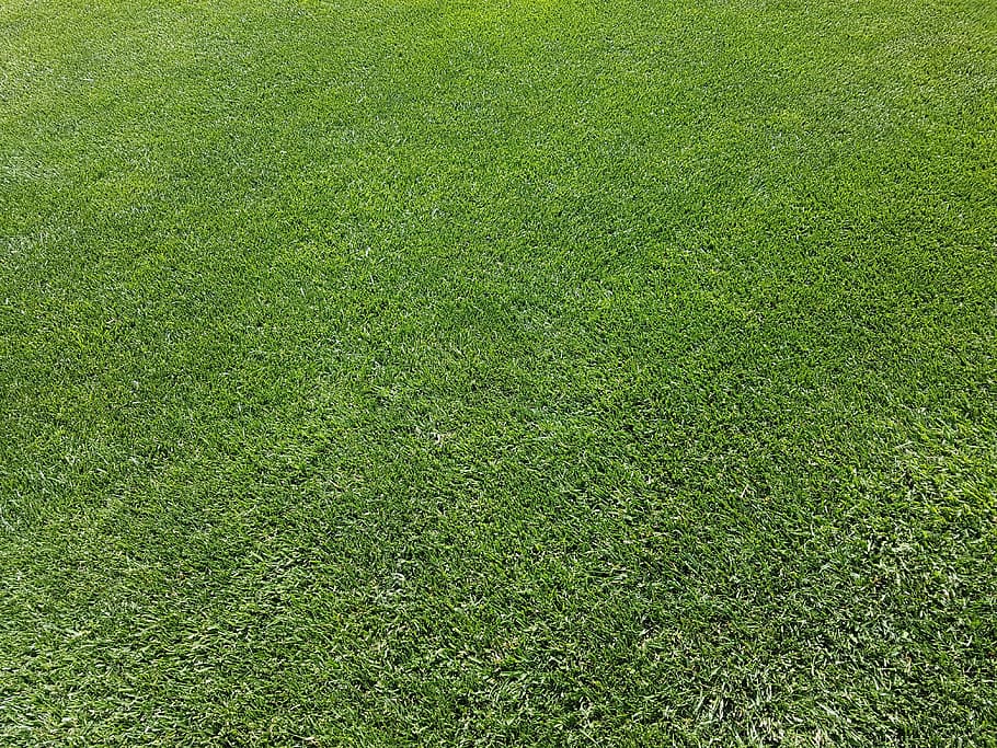 緑の芝生フィールド, ラッシュ, 装飾用の草, 緑, 維持された, 完璧な, 英語の芝生, 芝生の手入れ, 維持された芝生, 緑豊かな
