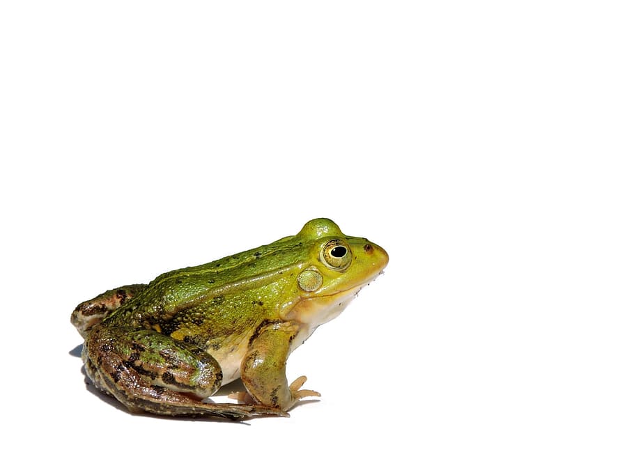 green, frog, white, background, Pond, Frog, Water Frog, Amphibian, frog pond, one animal, animal wildlife