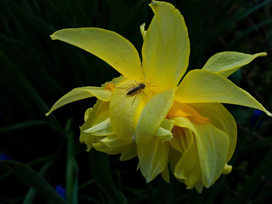 narciso, planta de amarilis, flor, naturaleza, floración, flor amarilla, de  cerca, planta floreciendo, planta, belleza en la naturaleza | Pxfuel