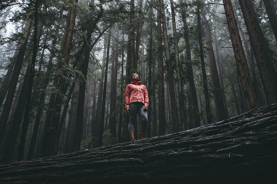 woman, standing, forest, looking, upwards, nature, landscape, people, woods, trees