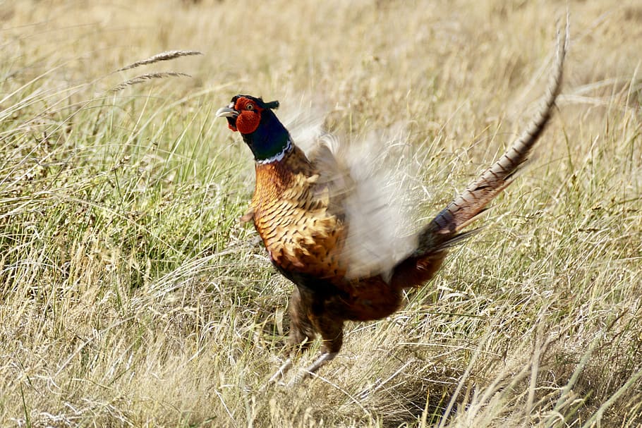 Pheasant, Bird, Males, Feather, threaten, defend, plumage, colorful, species, nature