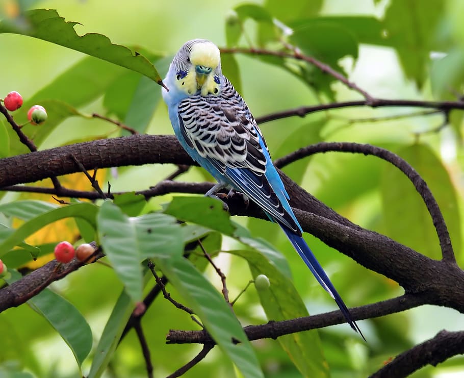 blue love bird, parakeet, small, blue, cute, outdoor, tree, branch, perch, nature