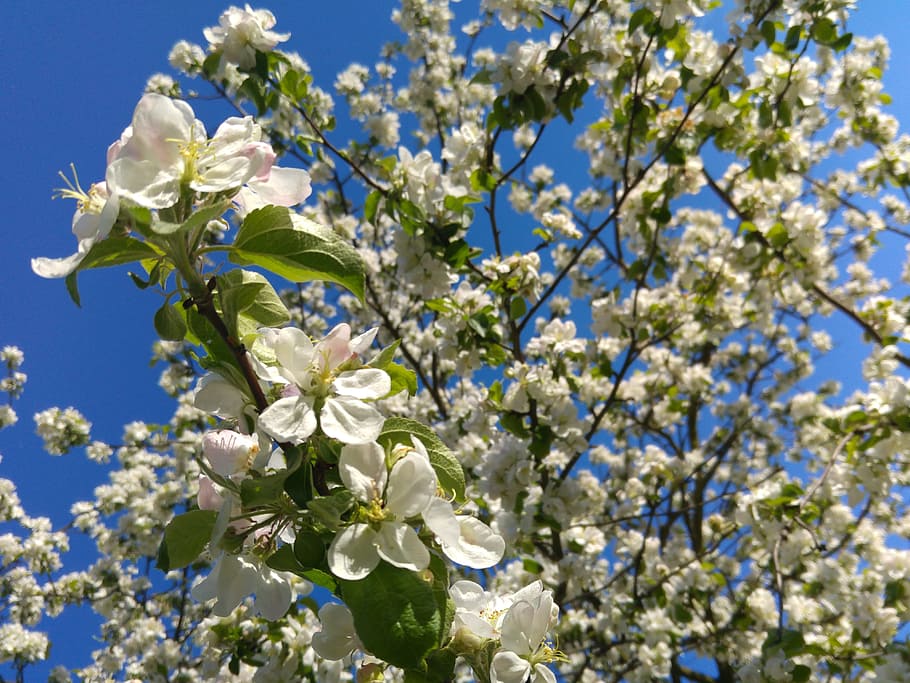 flowering crabapple, spring, Flowering Crabapple, Spring, apple flower, tree, fruit, twigs, flowers, apple, white