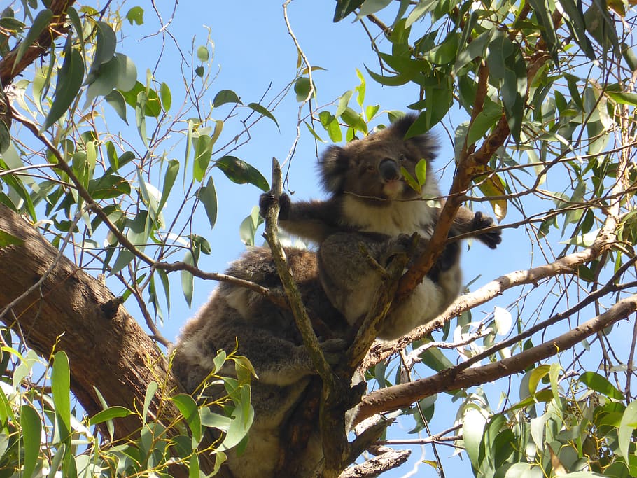 koala, gumtree, australia, wildlife, aussie, cape otway, bush, animal, tree, animal themes