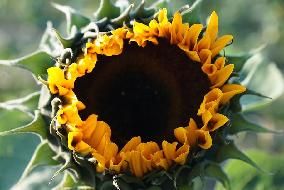 sunflower, yellow, green, summer, autumn, harvest, eat, oil, flower, spring