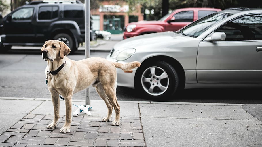 short-coated brown dog, dog, tied, pole, near, silver, car, animal, pet, vehicle