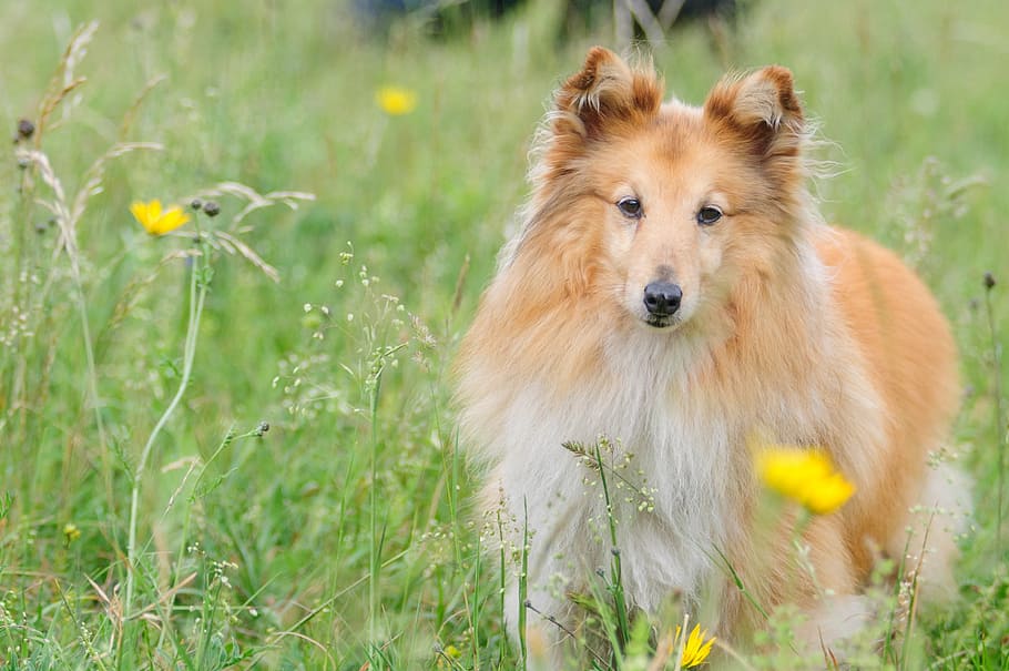 tan, dog, grass, sheltie, animal, shetland sheepdog, meadow, wise, attention, nature