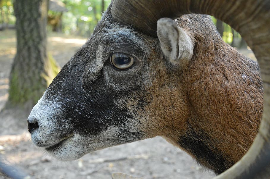 mouflon, horn, wild, mouflon male, portrait, állatportré, ungulates, four-legged, eye, profile