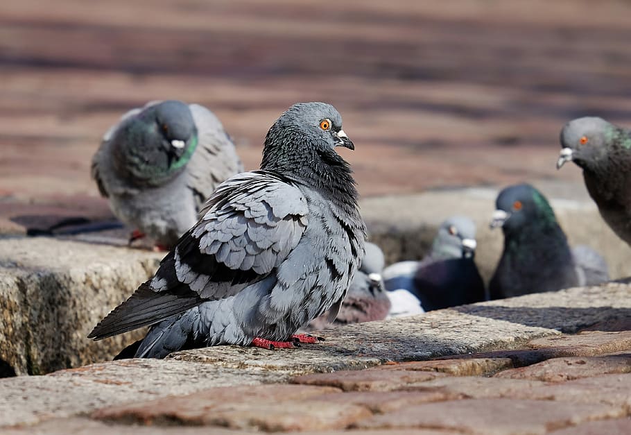 black pigeons, pigeons, city pigeons, paddling, bächle, freiburg, poultry, birds, animal world, street deaf