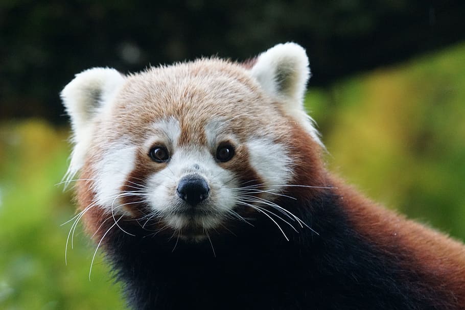 red, panda, selective, focus photography, red panda, selective focus, photography, ailurus fulgens, cute, fire fox