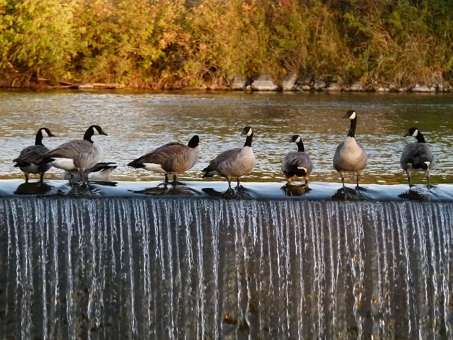 flock, docks, standing, body, water, canada geese, birds, feathered, water fall, idaho falls