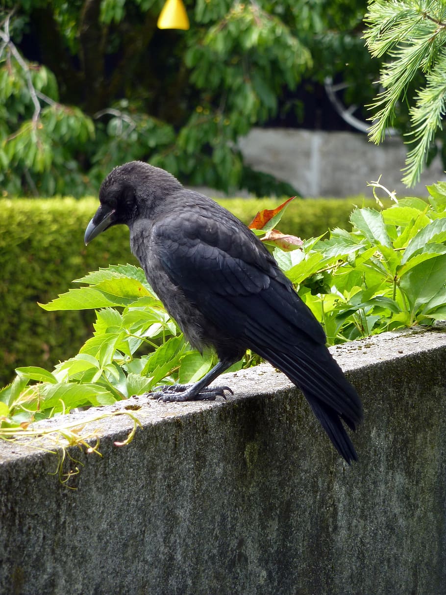 bird, black, crow, dig, fly, carrion crow, raven bird, sit, bill, animal wildlife