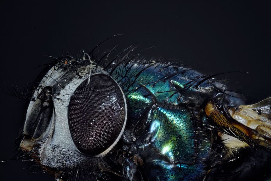 bluebottle, goldfliege, compound, fly, macro, close up, insect, fly eye, macro photography, insect photo