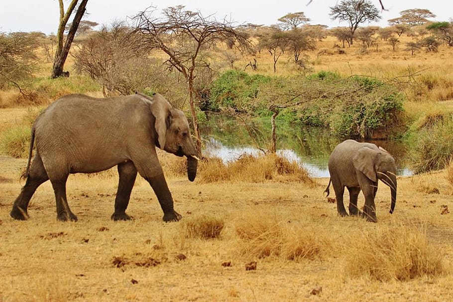 safari, elefante, tanzania, serengeti, fauna, naturaleza, áfrica, bebé elefante, cebra, mamífero