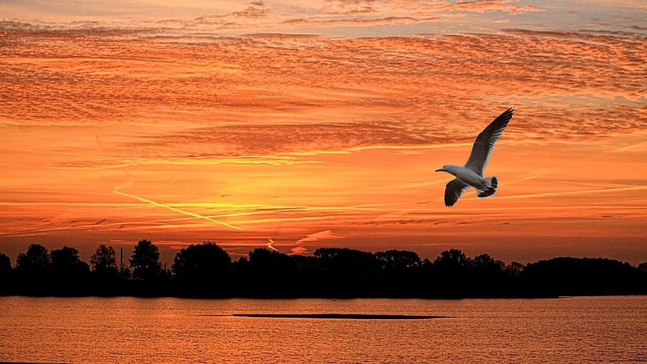 baixo, foto do ângulo, branco, gaivota, voador, grande, corpo, agua, paisagem, pôr do sol