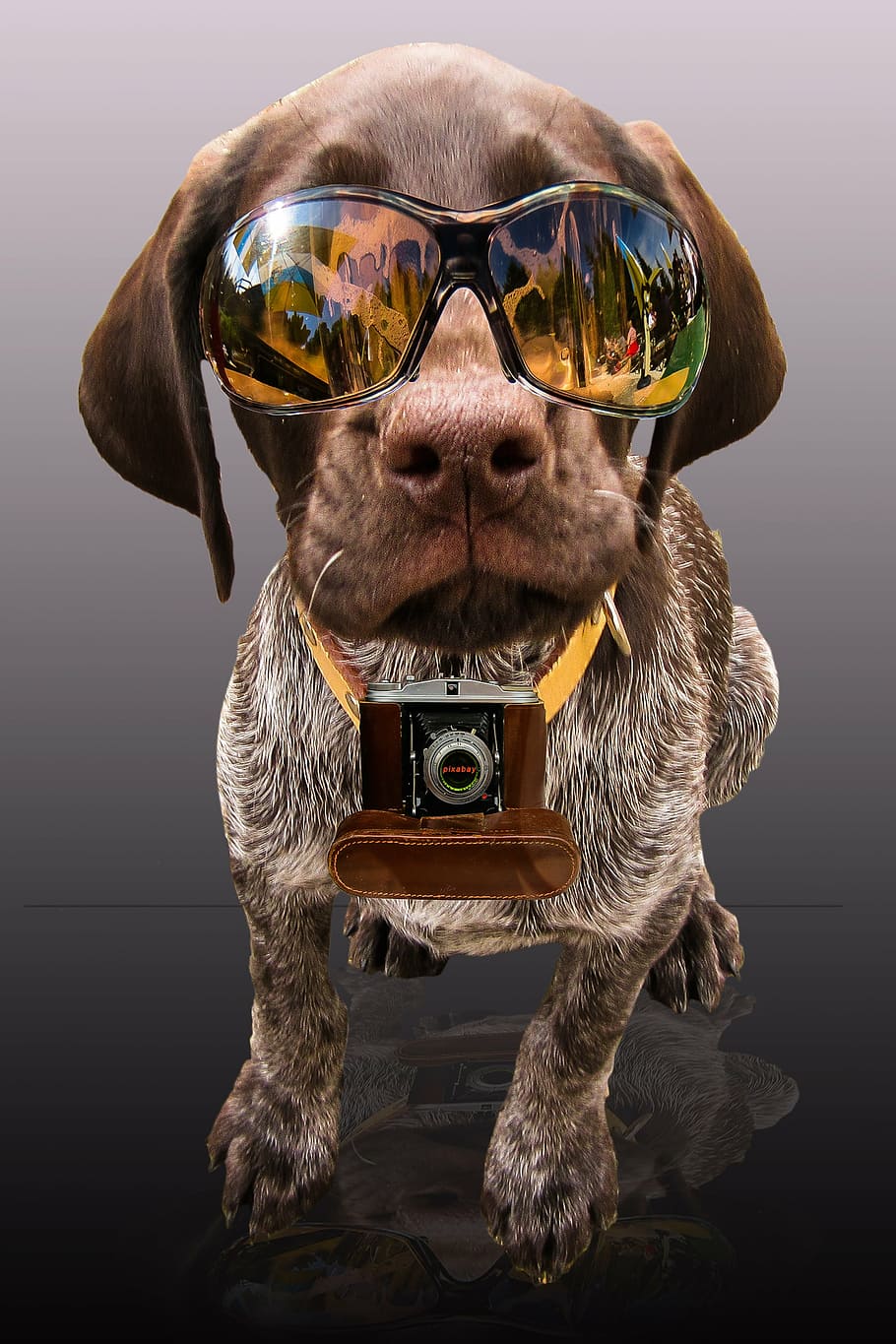 liver, white, german shorthaired pointer puppy, wearing, sunglasses, partner, press, news, dog, funny