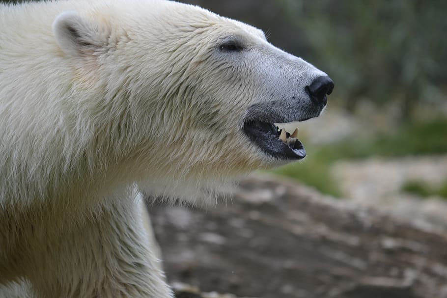 polar, urso, uivando, dia, urso polar, jardim zoológico, pólo norte, temas animais, um animal, animais selvagens