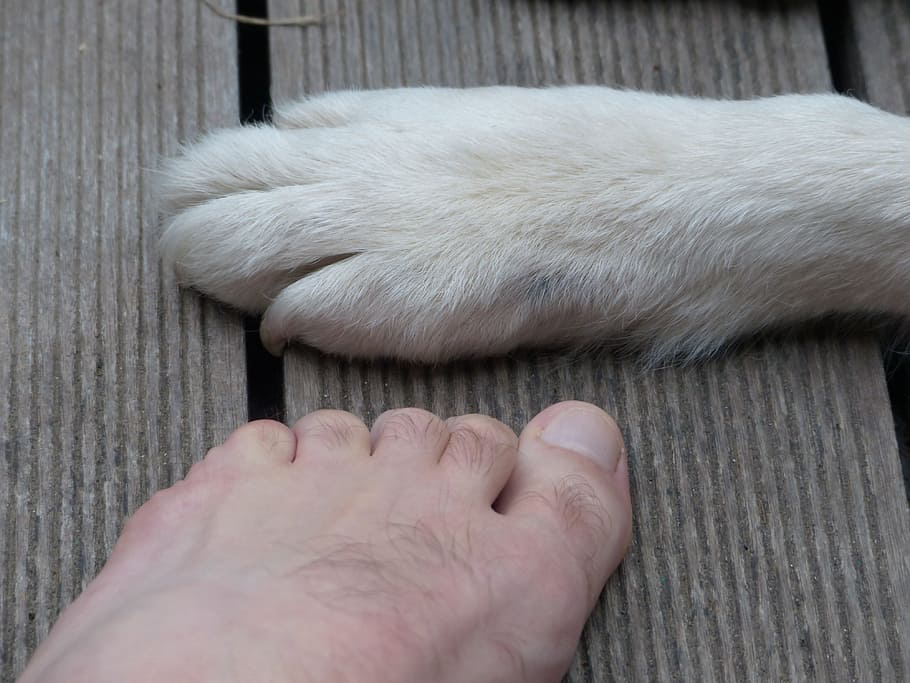 Paws, Animal, Dog, Foot, Ten, Human, human foot, human body part, close-up, indoors