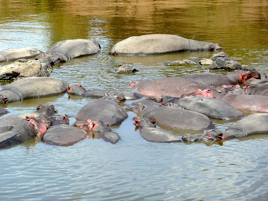 Hipopótamo, Mara, Río, Animal, naturaleza, vida silvestre, salvaje, mamífero, safari, africano