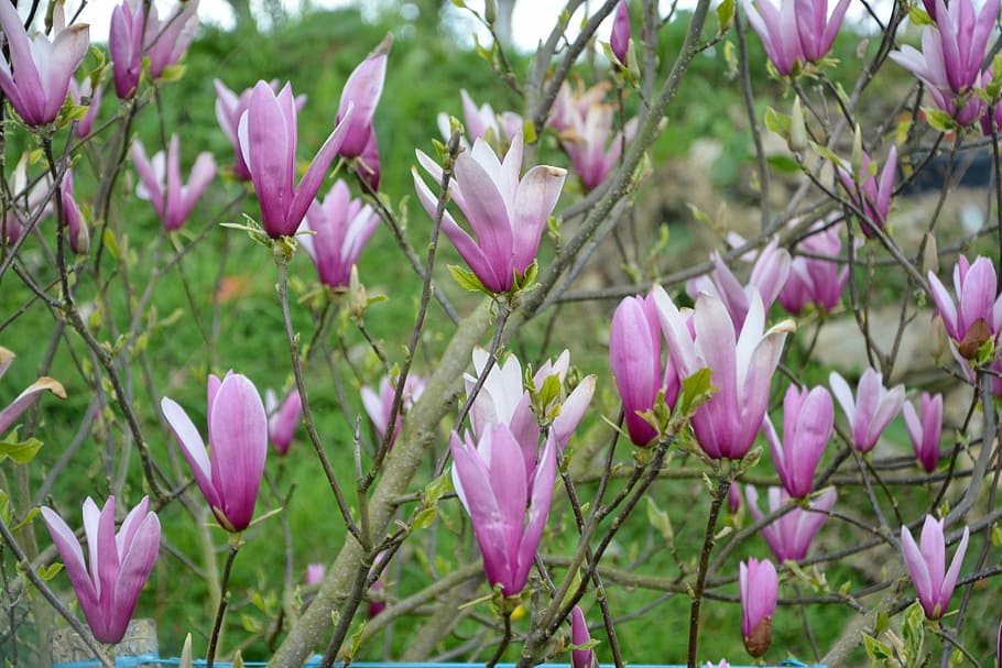 flores de magnolia, color púrpura blanco, naturaleza, planta, hoja, color  de la primavera, floración, Flor, planta floreciendo, belleza en la  naturaleza | Pxfuel