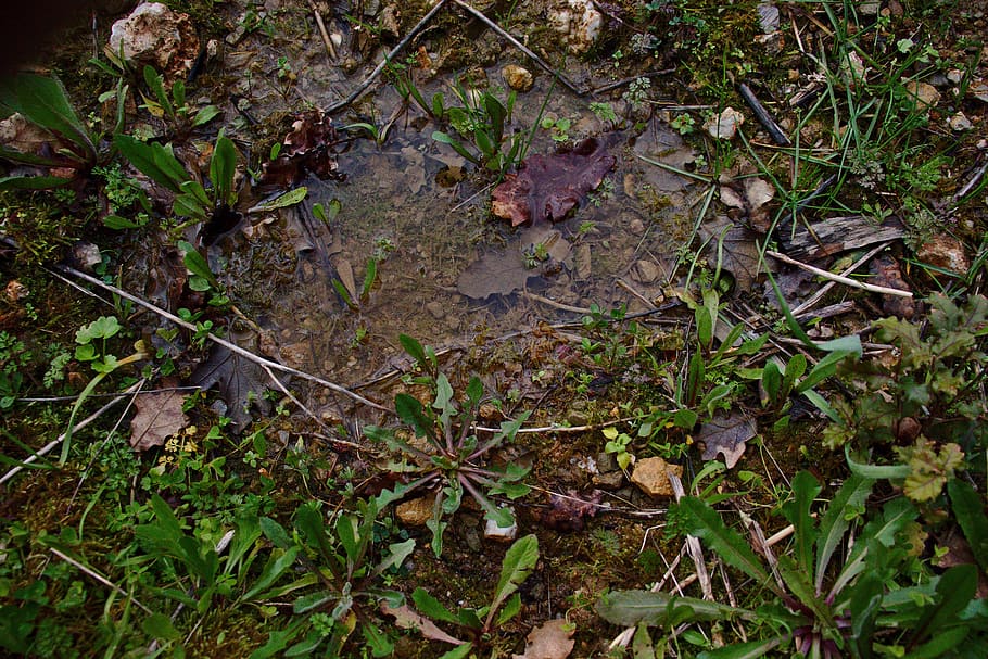 soil, greens, plant, nature, green, grass, plants, ground, brown, puddle