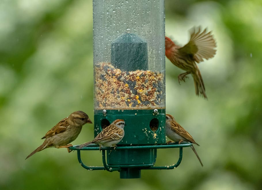 birds, bird feeder, feeder, wildlife, animal, food, garden, feeding, cute, seed