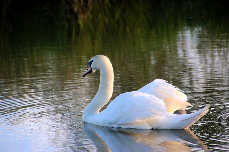 white, swan, river, mute swan, cygnus olor, head, close, water bird, elegant, swim