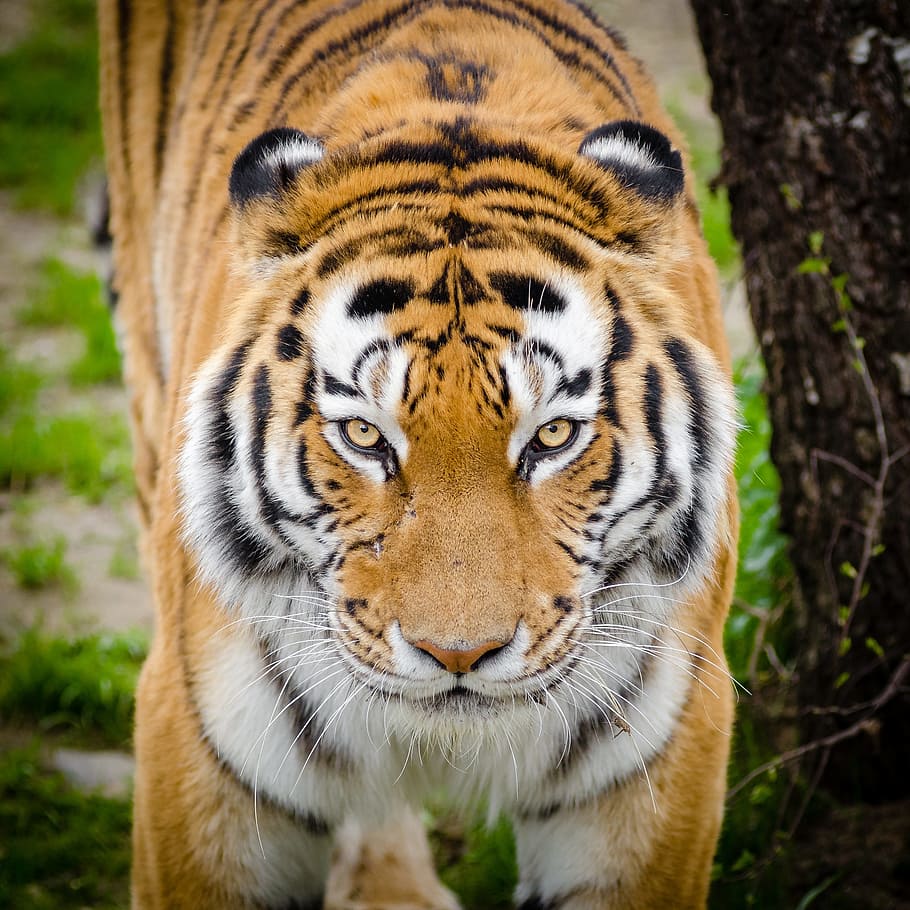 closeup, bengal tiger, animal, bark, big cat, blur, carnivore, cat, close-up, feline