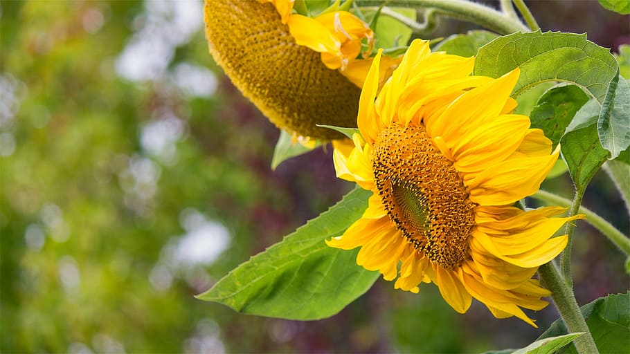 fotografi selektif, fokus, bunga matahari mekar penuh, closeup, foto, bunga matahari, kuning, bunga, kerapuhan, alam