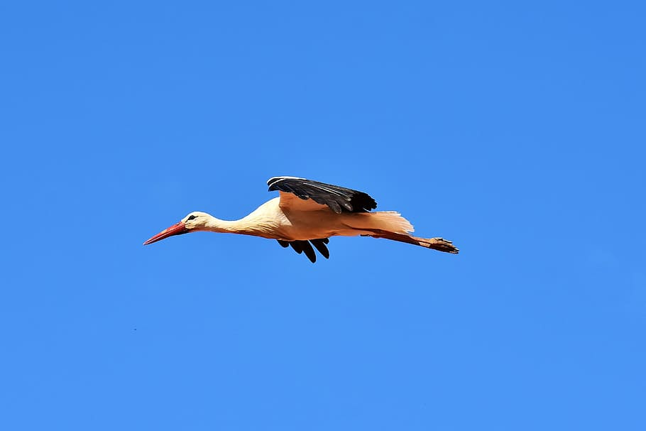 bird crane, flying, sky, stork, bird, fly, plumage, nature, animal world, wing