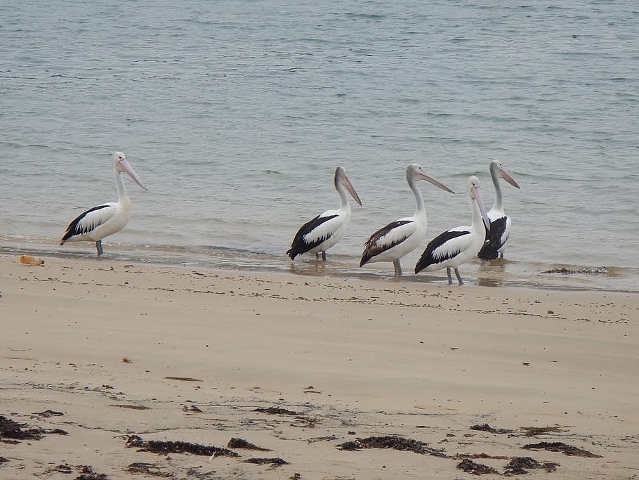 australian pelicans, pelecanus conspicillatus, waterbird, australia, pelican, group of animals, animals in the wild, bird, animal themes, water