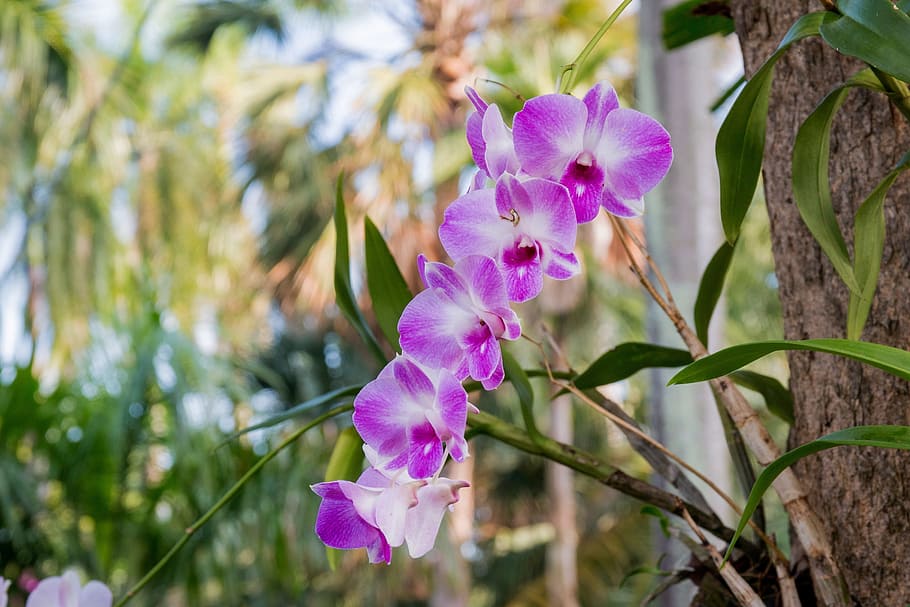 purple, moth orchid flowers, orchid, wai, orchid rattan, flowering plant, plant, flower, freshness, vulnerability