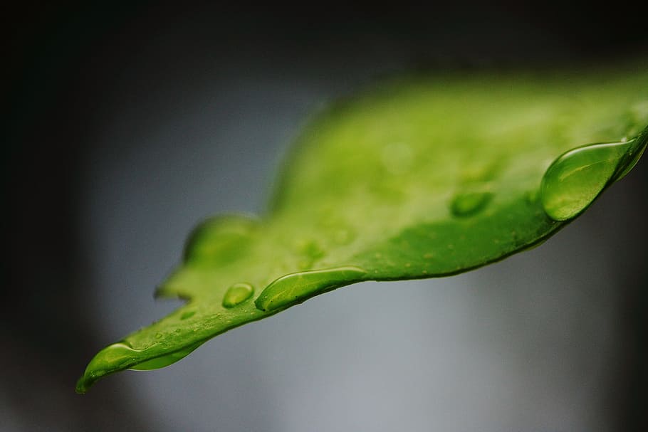 クローズアップ写真 葉 水露 水 ドロップ 平和 背景 植物 美しい 環境 Pxfuel