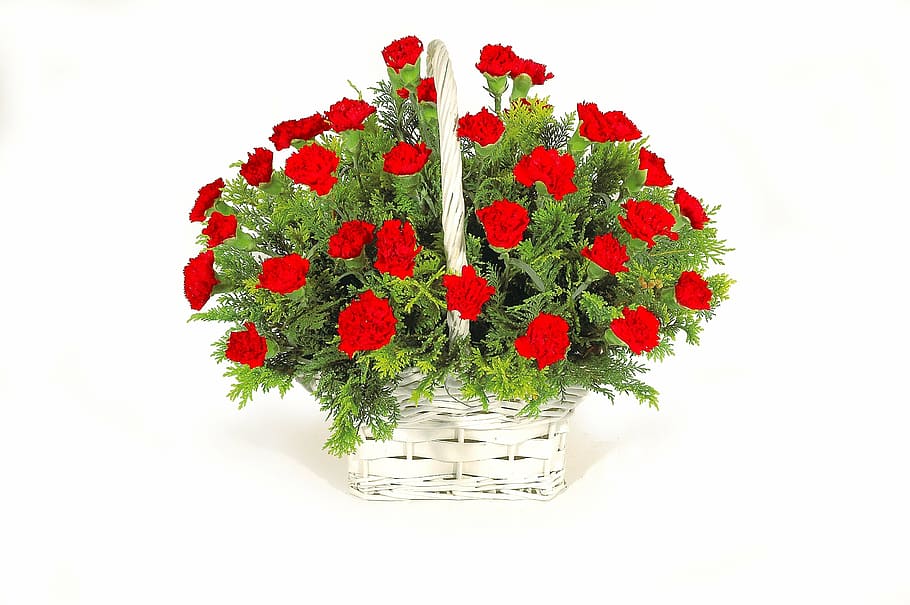 wicker, white, basket, red, roses, flowers, green, carnation red, white background, cut out