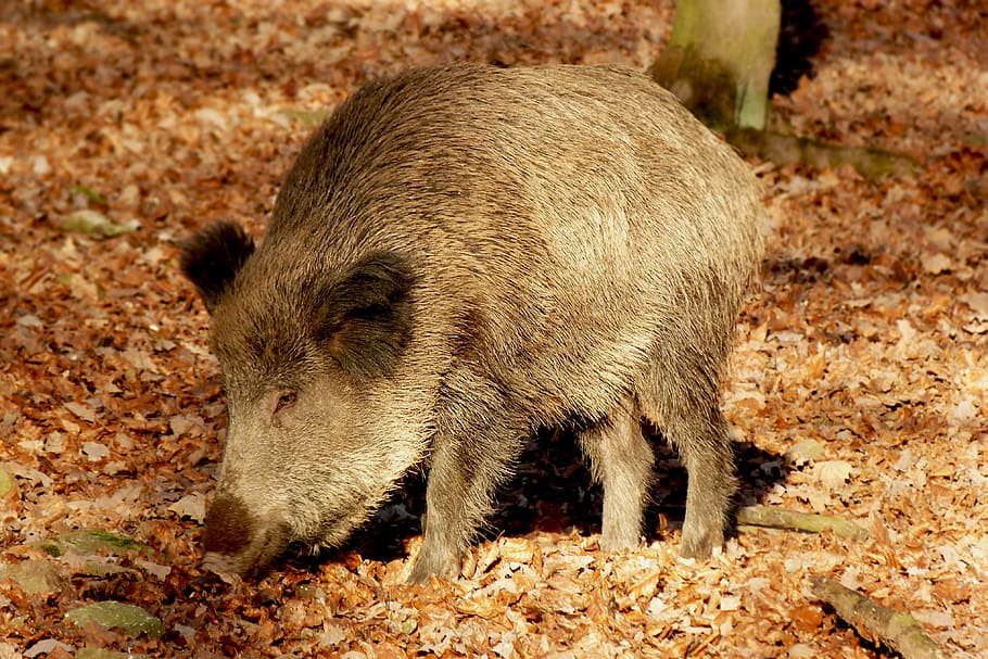 boar, wild boar, launchy, wild, forest, nature, zoo, oink, animal themes, animal