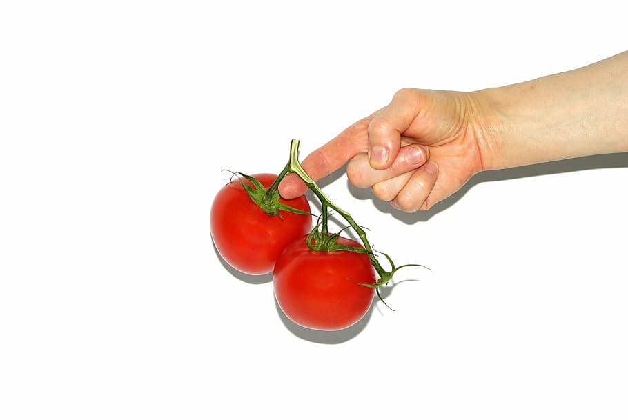 tomat, tangan, wanita, memegang, menanam, terisolasi, merah, putih, periferal, makanan