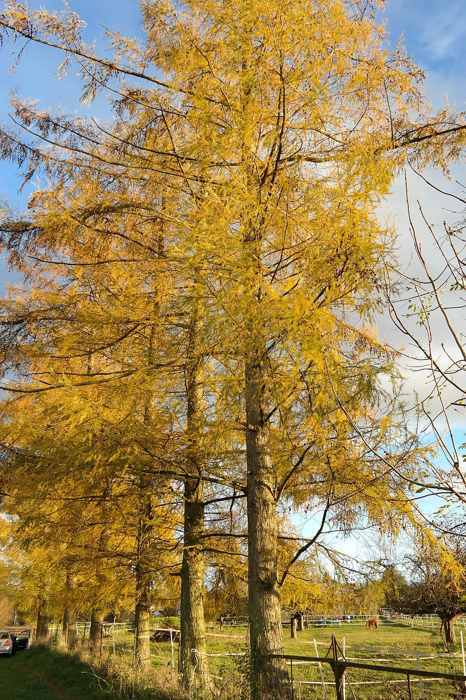 European Larch, Tree, larch, larix decidua, fall color, yellow, golden, larix, pine greenhouse, western