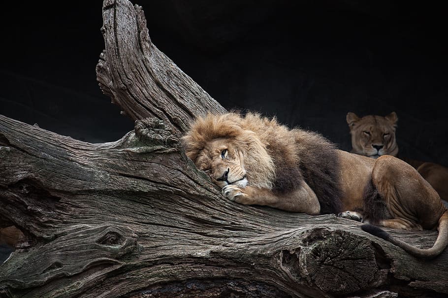 lion, tiger, brown, trunk photo, predator, female, male, wild animal, zoo, mammal