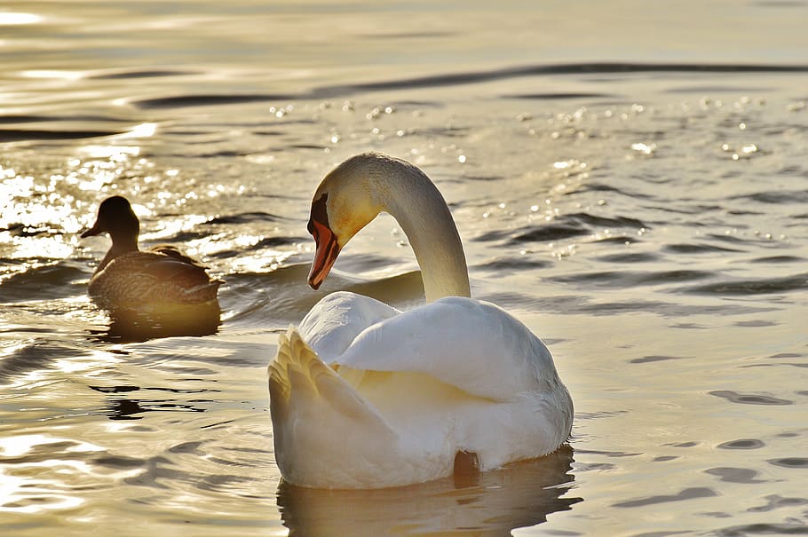 white swan, swan, duck, water, lake constance, animal world, lake, bird, feather, water bird